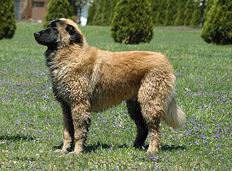 Chien de montagne portugais