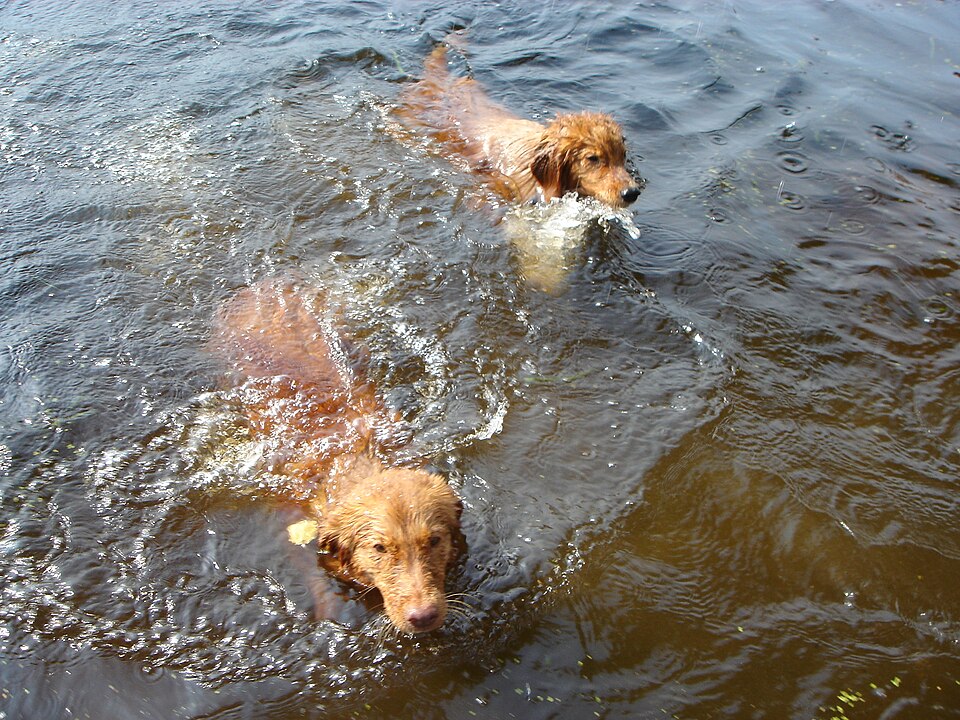Retriever de la Nouvelle-Écosse — photo de la race de chien originaire de Canada (2)