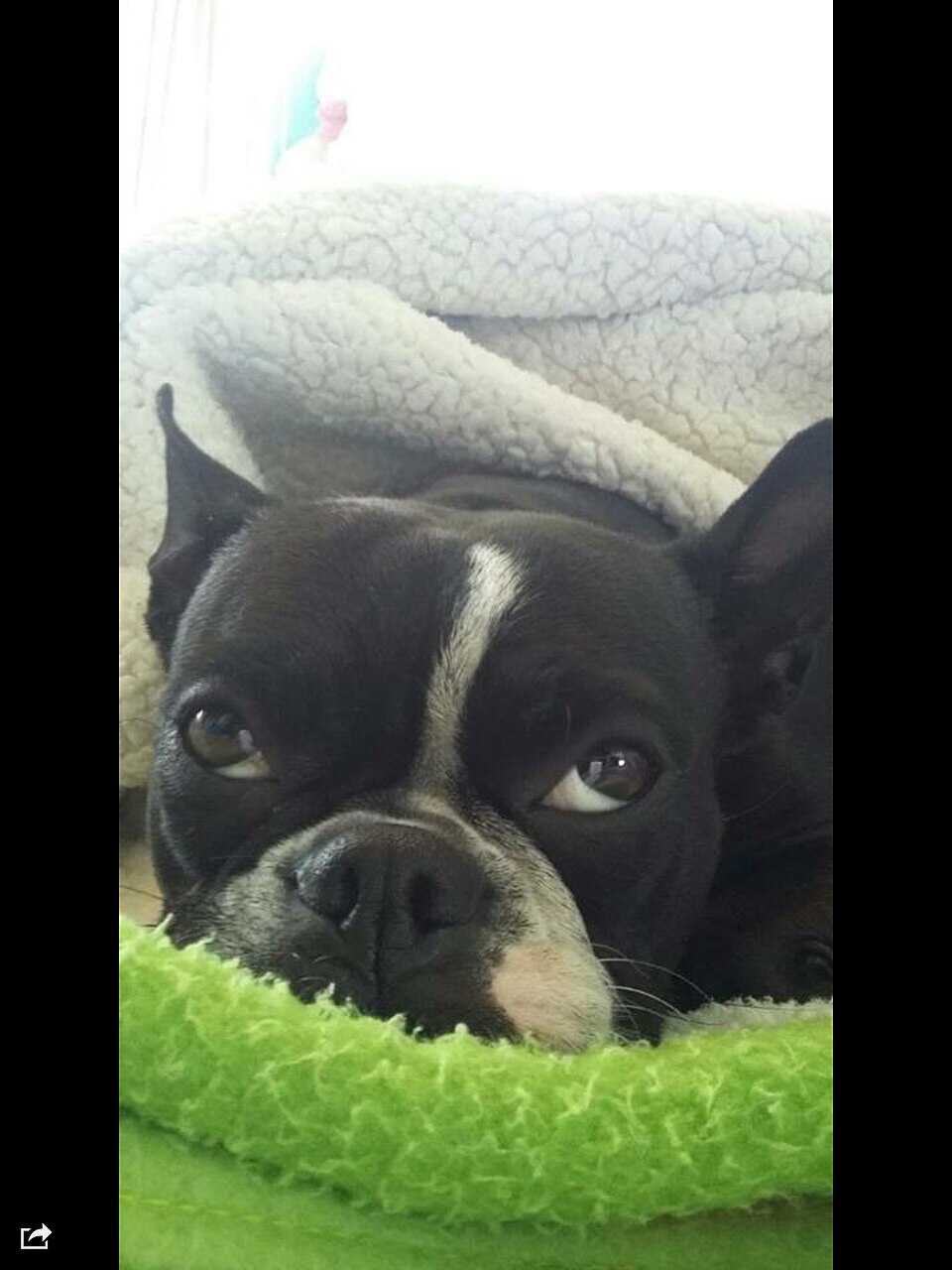 Boston Terrier — photo de la race de chien originaire de États-Unis (4)