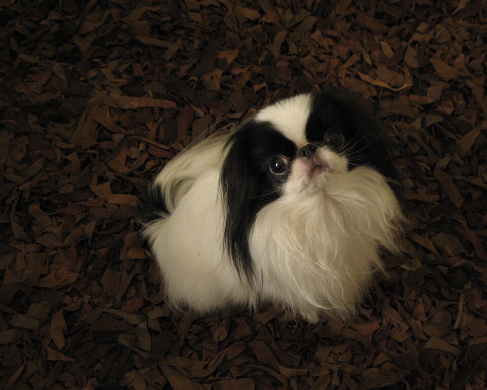 Epagneul japonais — photo de la race de chien originaire de Japon (2)