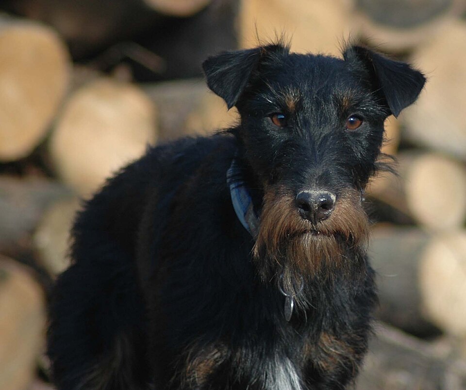 Jagdterrier — photo de la race de chien originaire de Allemagne (1)