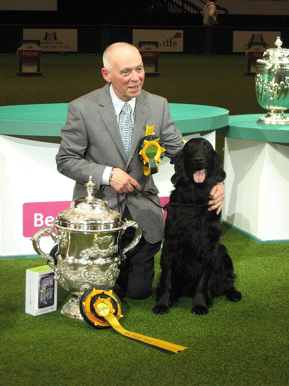Flat-Coated Retriever — photo de la race de chien originaire de Royaume-Uni (4)
