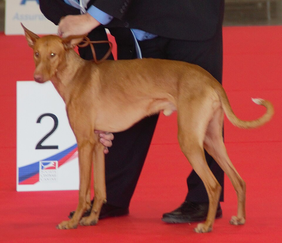 Podenco canario — photo de la race de chien originaire de Espagne (6)