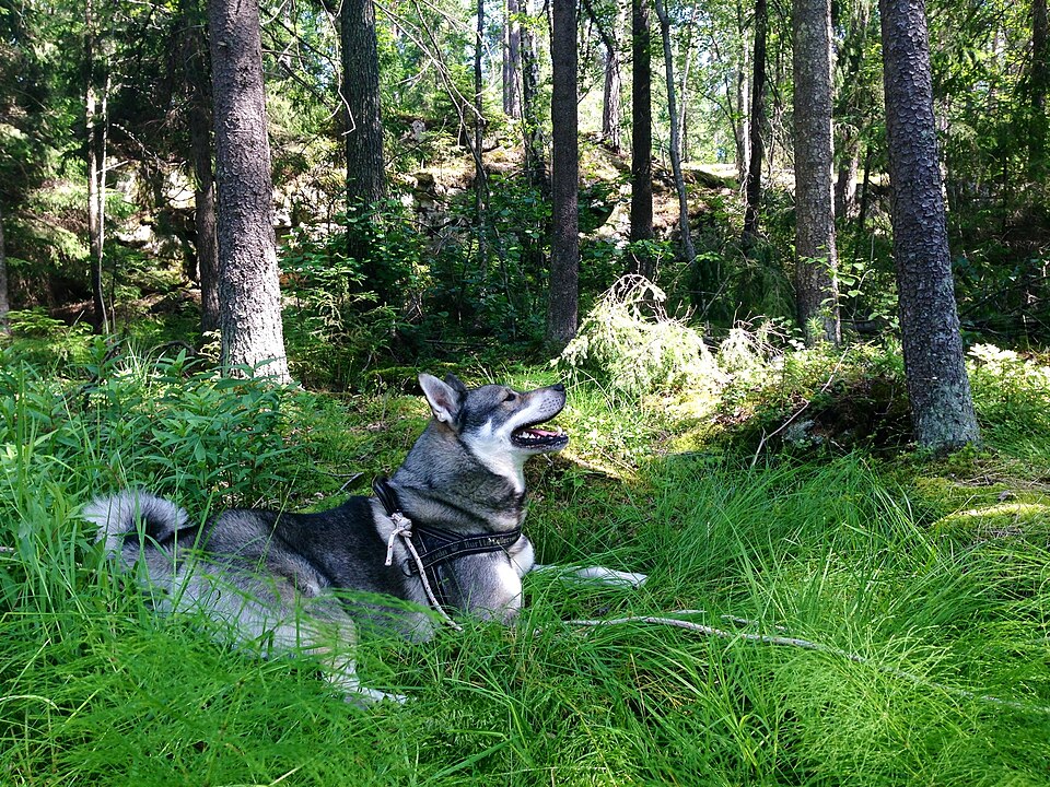 Chien d’élan suédois — photo de la race de chien originaire de Suède (1)
