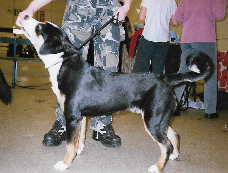 Bouvier de l’Entlebuch — photo de la race de chien originaire de Suisse (5)