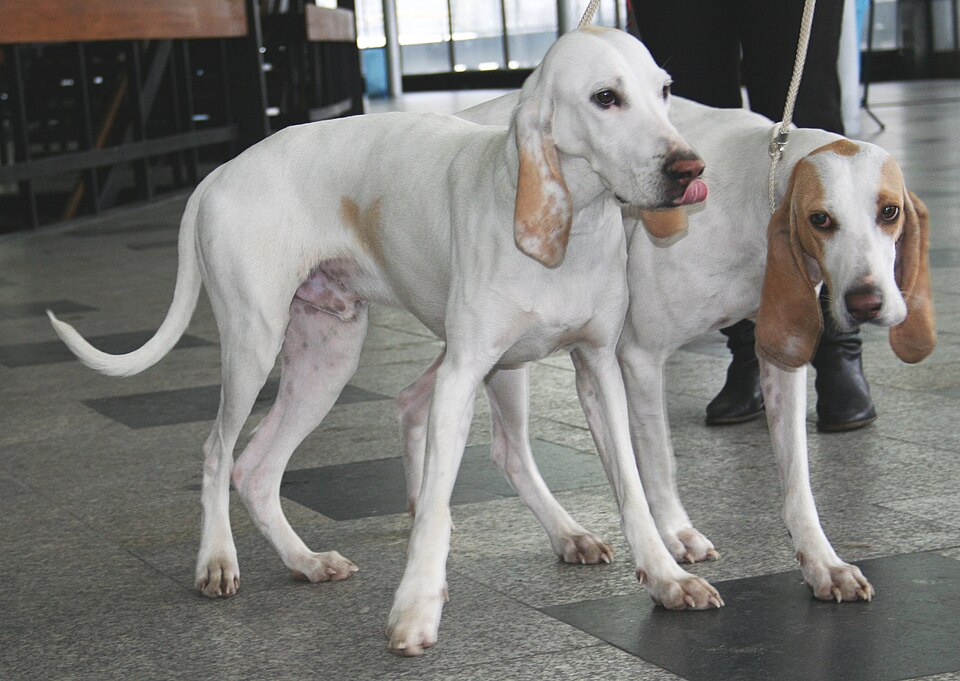 Porcelaine — photo de la race de chien originaire de France (5)
