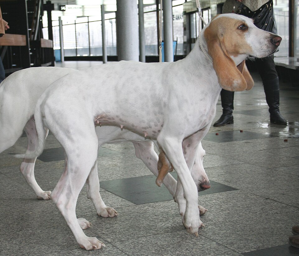 Porcelaine — photo de la race de chien originaire de France (6)