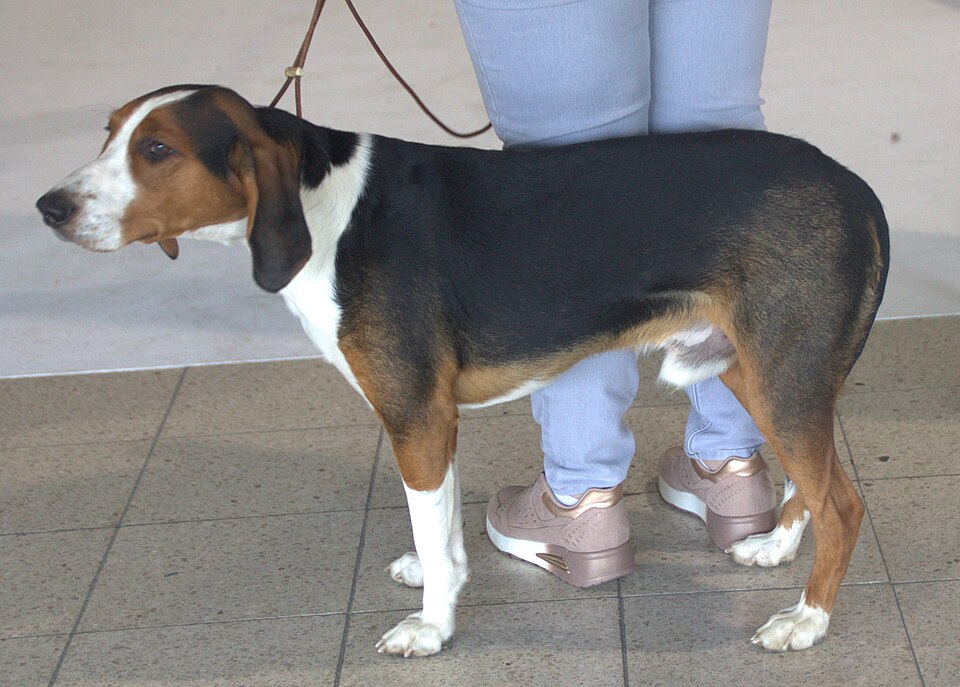 Brachet allemand — photo de la race de chien originaire de Allemagne (3)