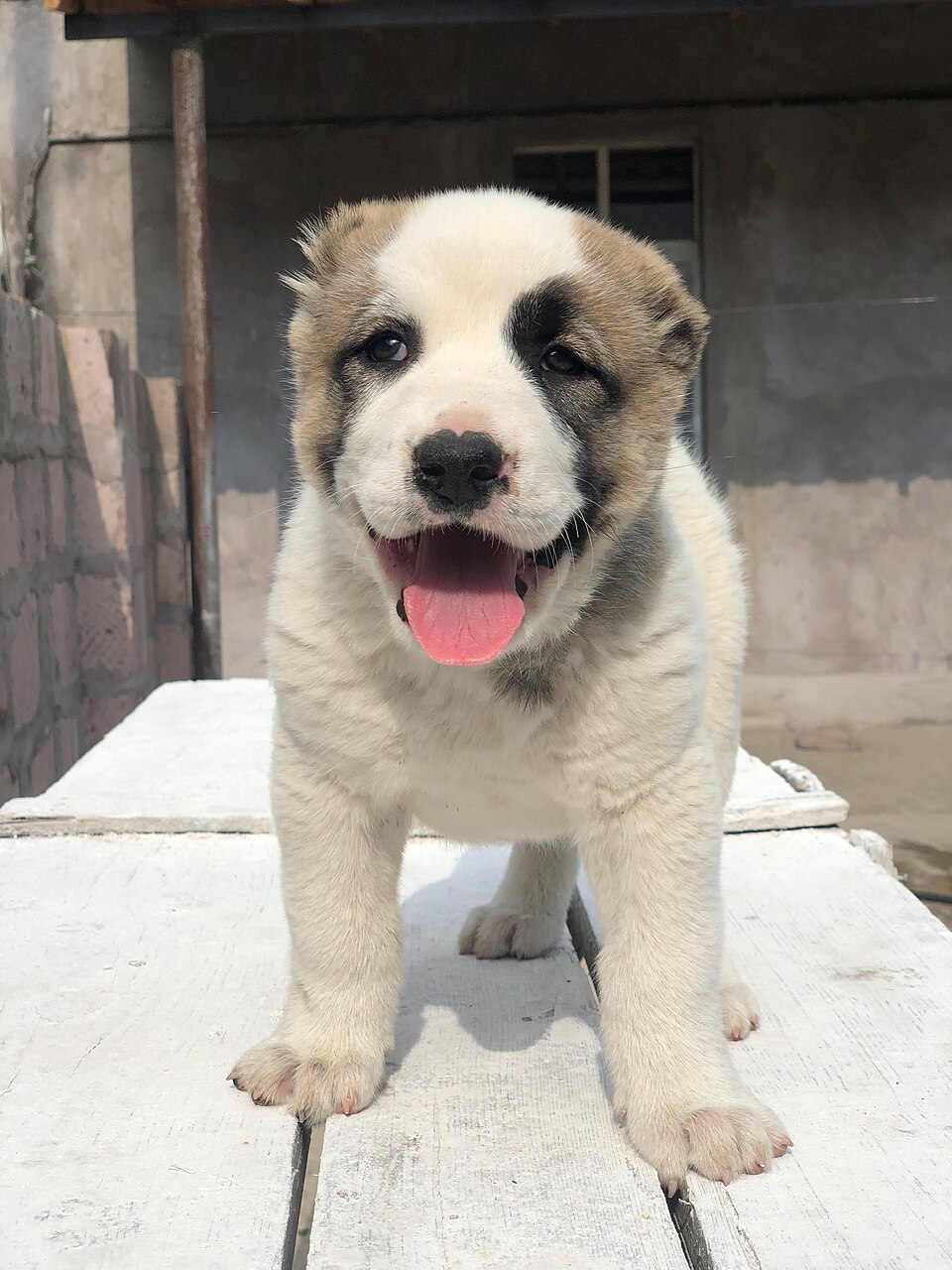Berger du Caucase — photo de la race de chien originaire de Géorgie (1)