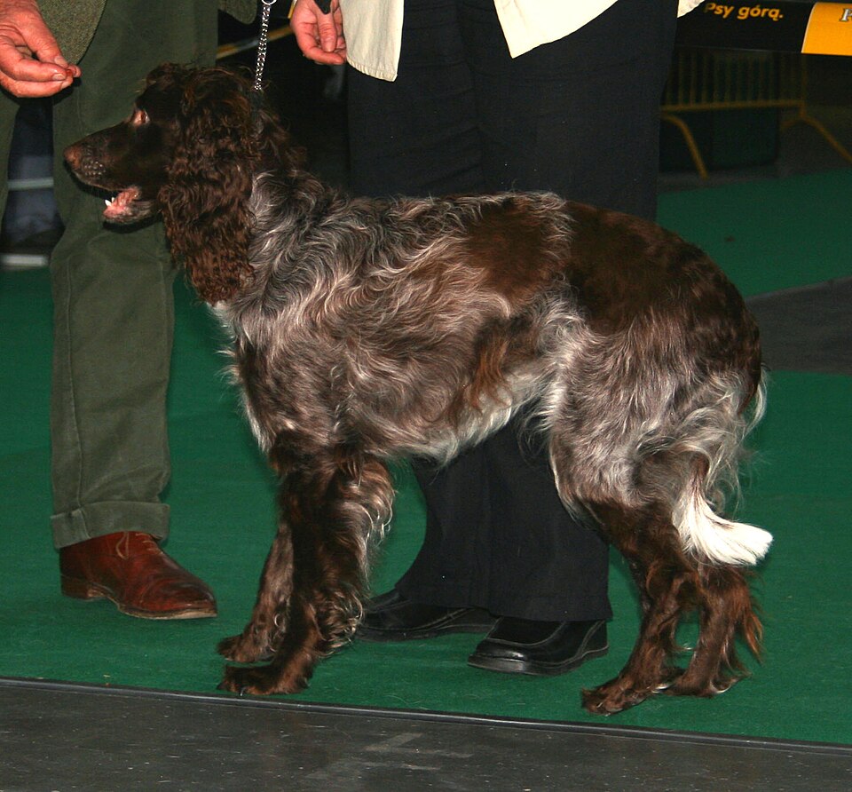 Epagneul de Pont-Audemer — photo de la race de chien originaire de France (5)