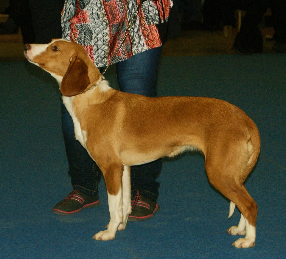 Chien courant de Posavatz — photo de la race de chien originaire de Croatie (3)