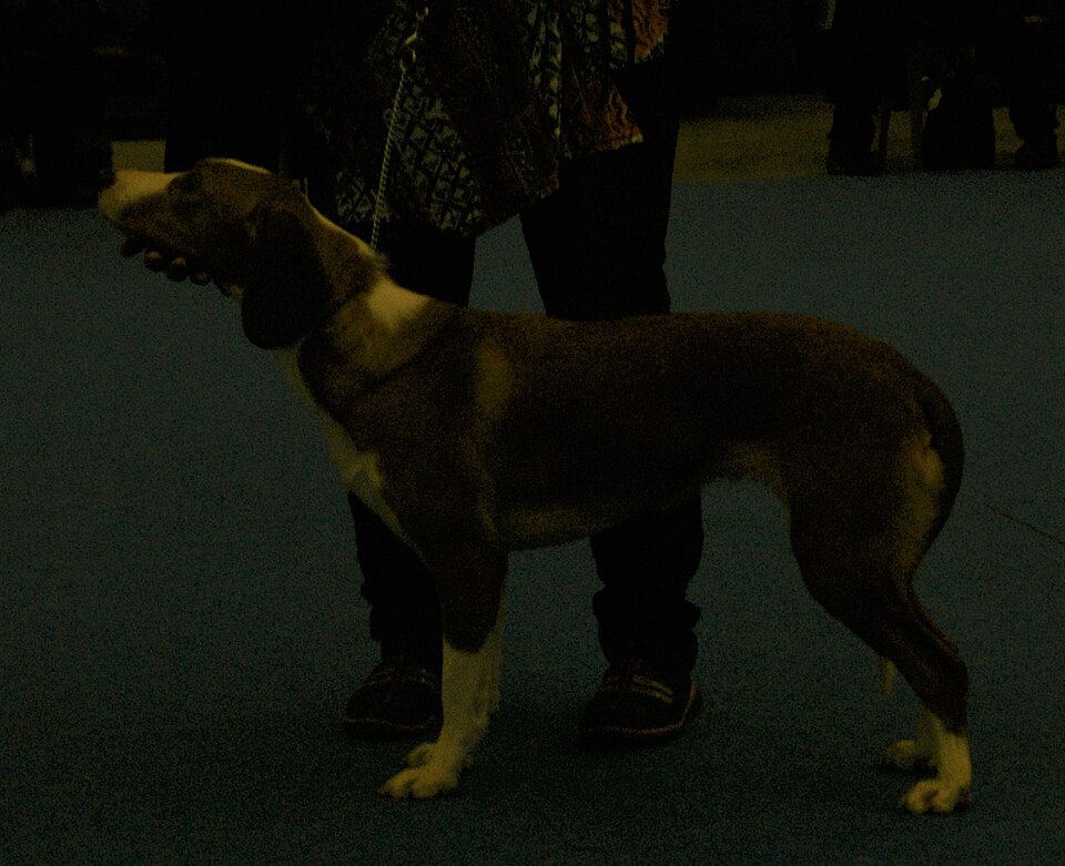 Chien courant de Posavatz — photo de la race de chien originaire de Croatie (5)