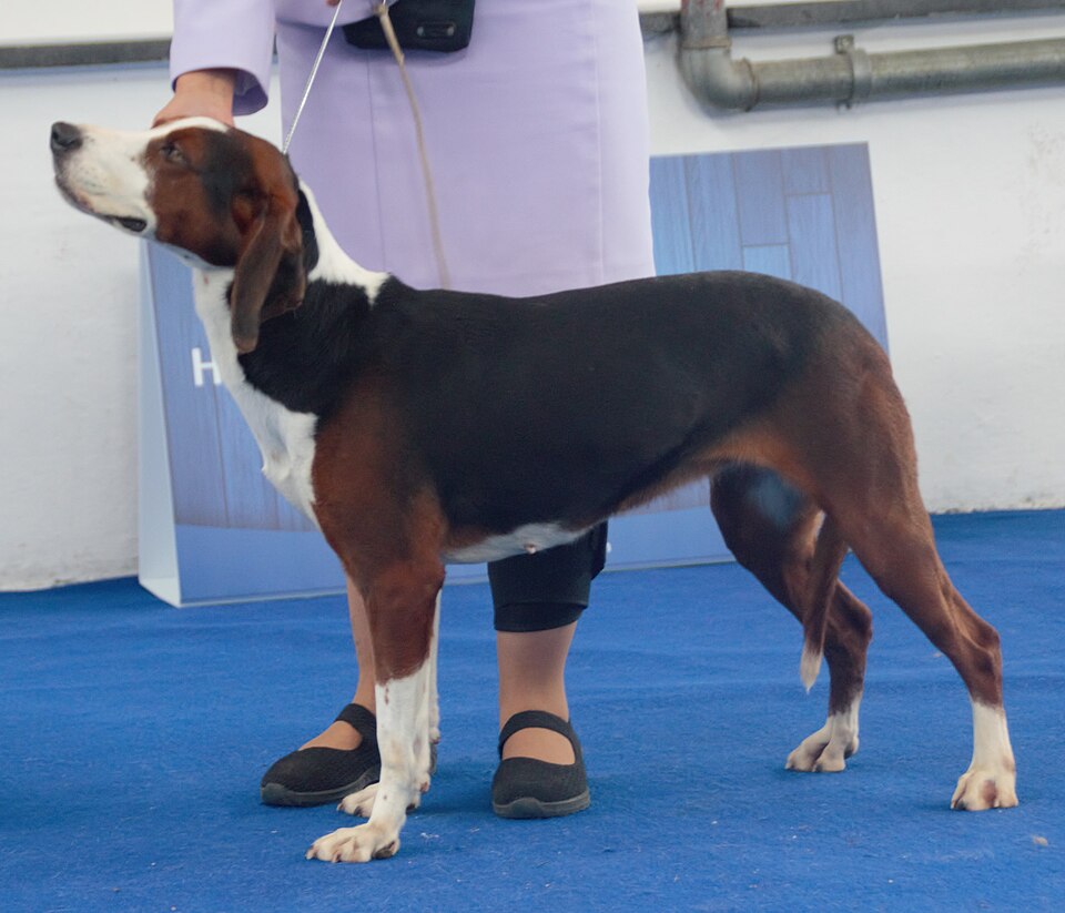 Chien courant yougoslave tricolore — photo de la race de chien originaire de Serbie (3)