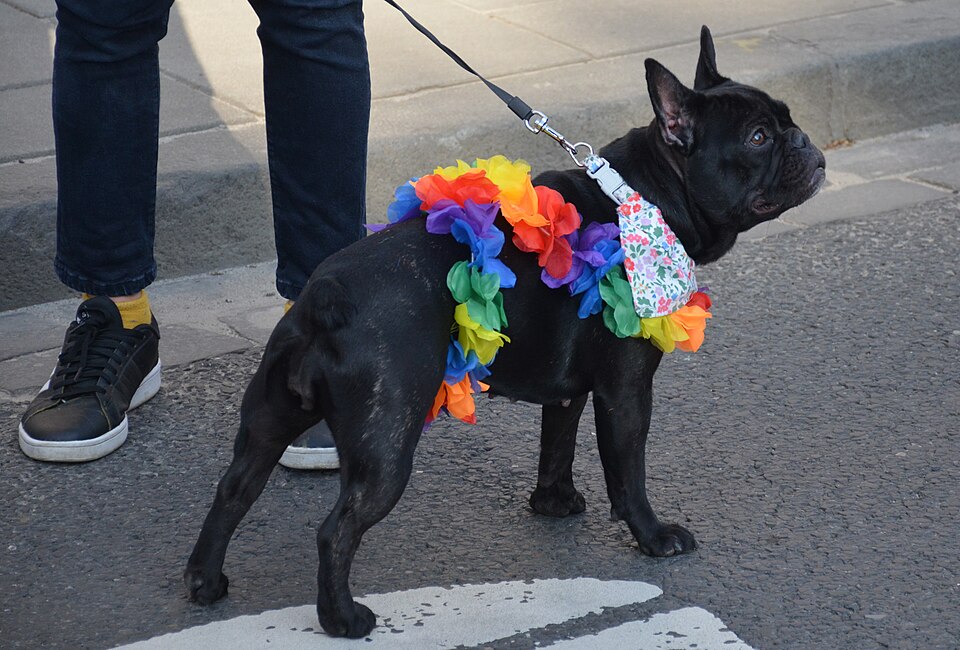 Bouledogue français — photo de la race de chien originaire de France (1)