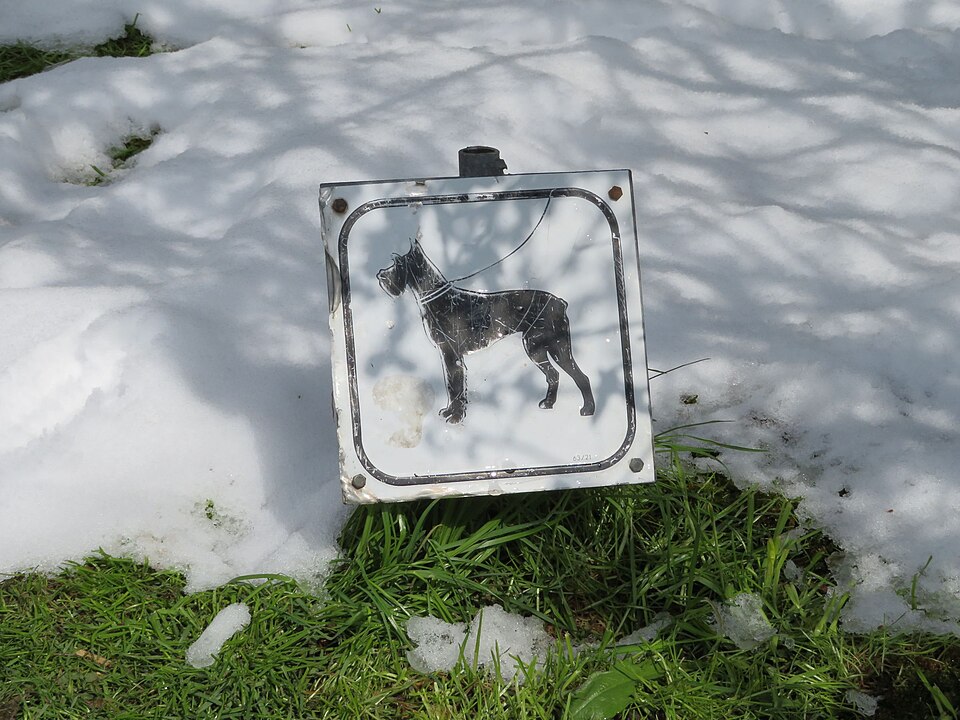 Schnauzer — photo de la race de chien (4)