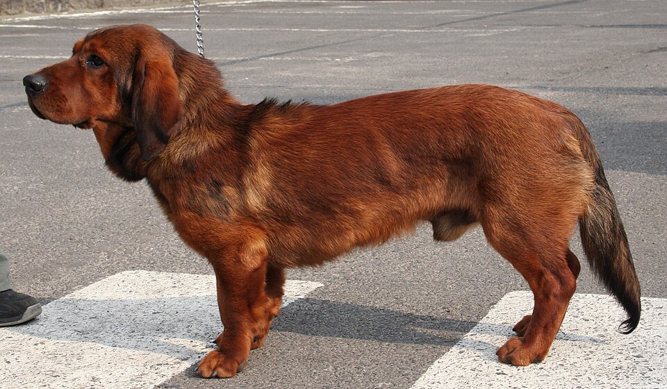 Basset des Alpes — photo de la race de chien originaire de Autriche (2)