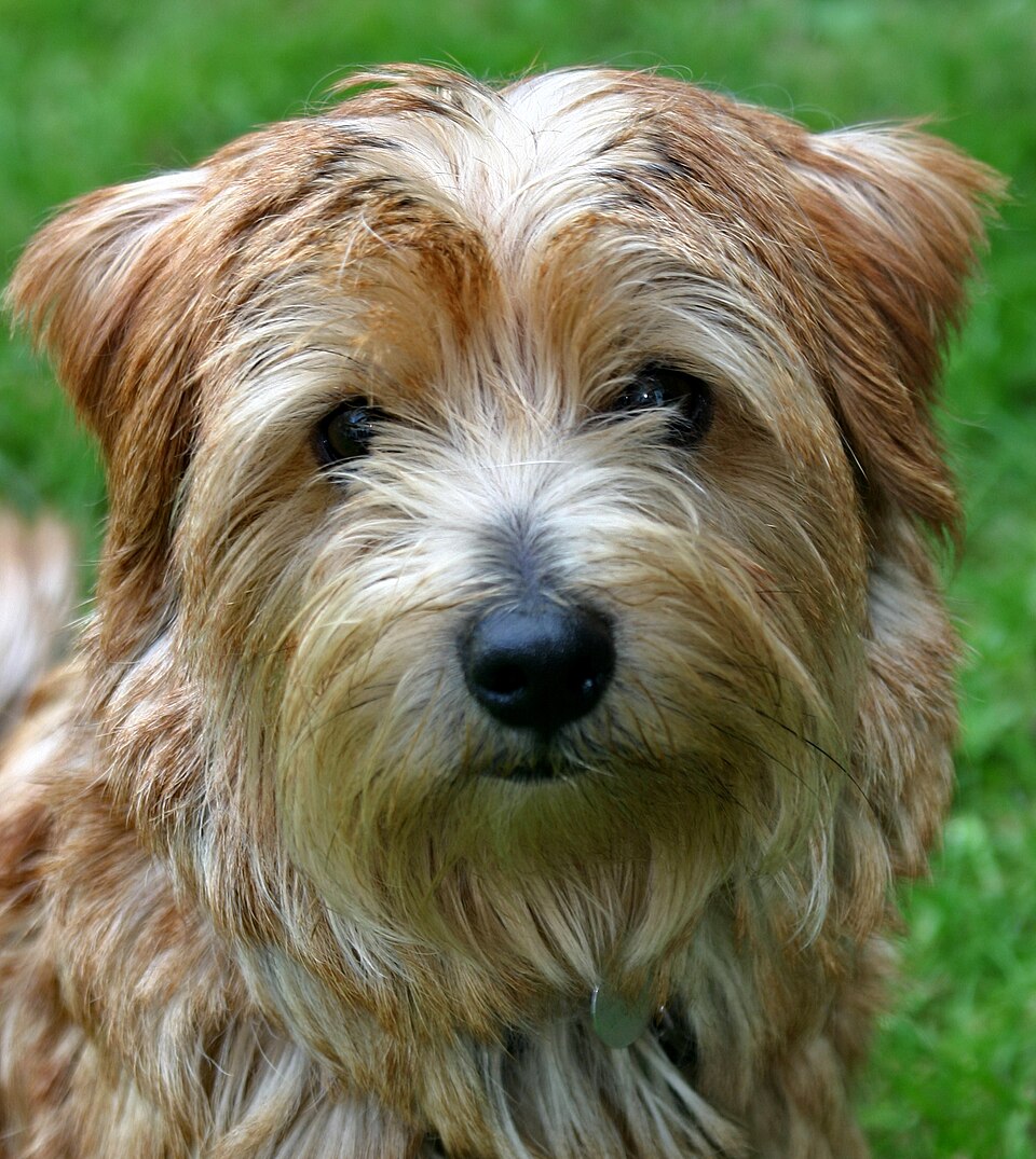 Norfolk Terrier — photo de la race de chien originaire de Royaume-Uni (4)