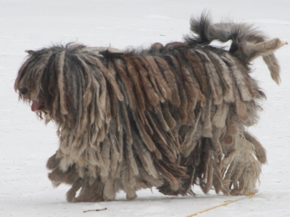 Berger de Bergame — photo de la race de chien originaire de Italie (4)