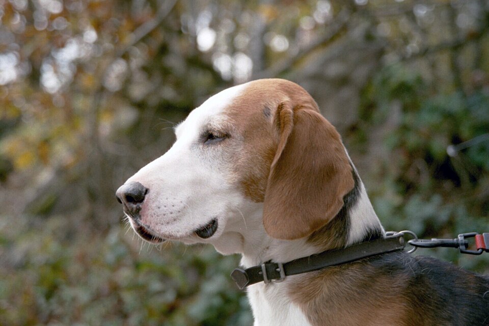 Brachet allemand — photo de la race de chien originaire de Allemagne (2)