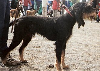 Chien courant italien à poil dur