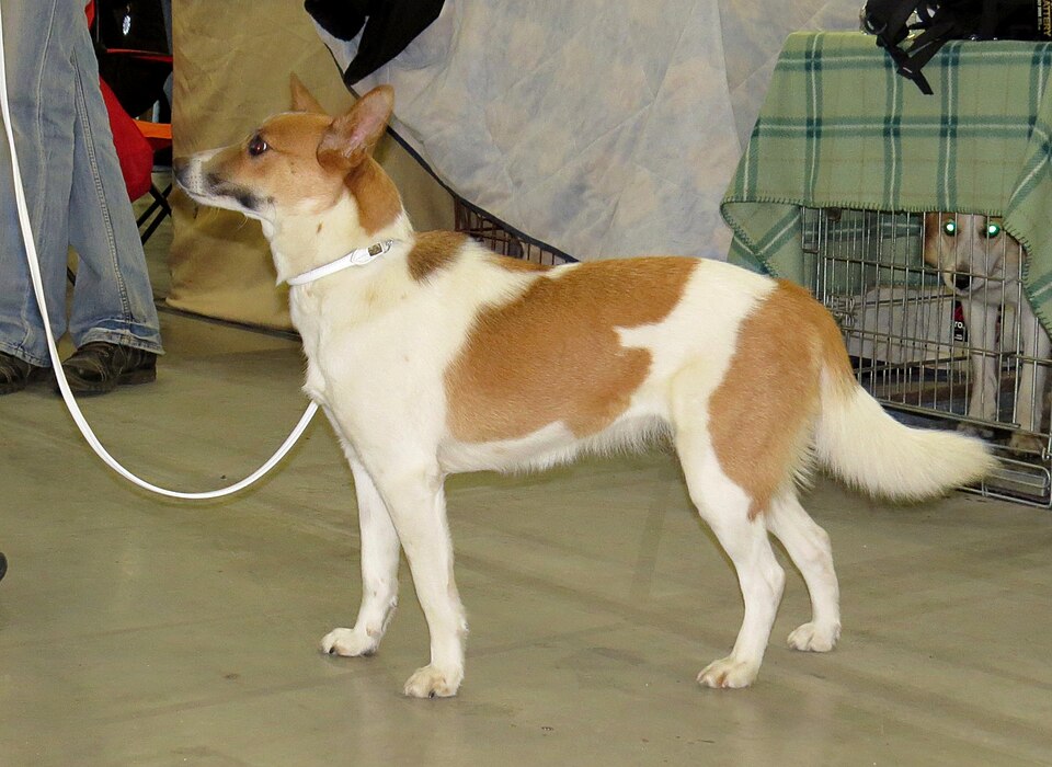 Spitz de Norrbotten — photo de la race de chien originaire de Suède (6)