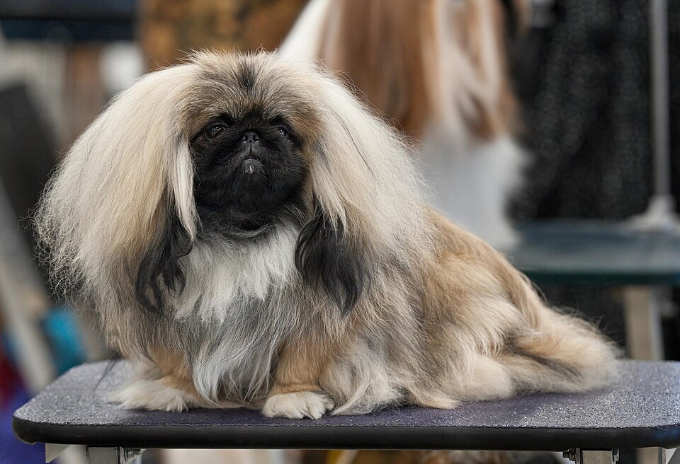 Pékinois — photo de la race de chien originaire de République populaire de Chine (5)