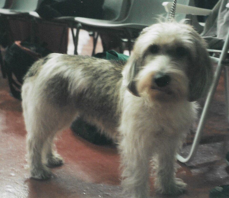 Petit Basset Griffon Vendéen — photo de la race de chien originaire de France (4)