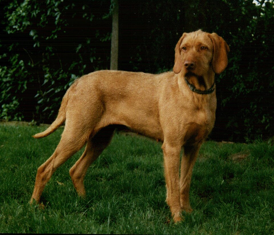 Braque hongrois à poil dur — photo de la race de chien originaire de Hongrie (6)