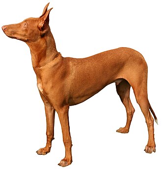 Chien du pharaon