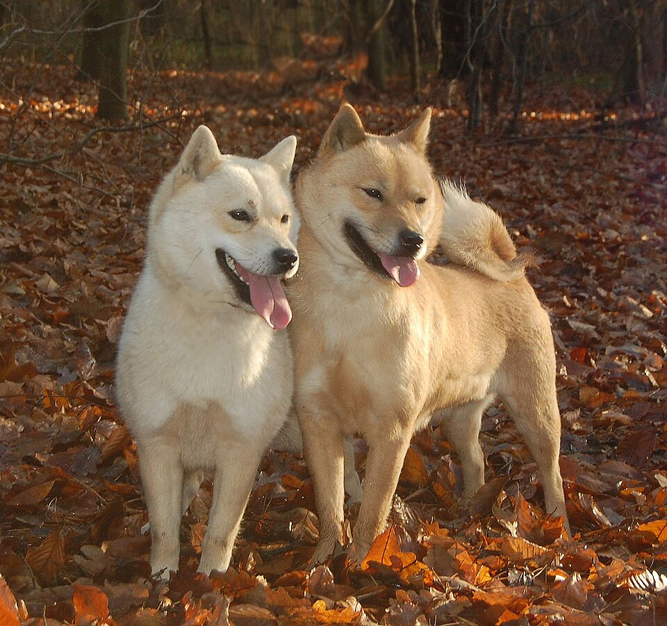 Hokkaido Ken — photo de la race de chien originaire de Japon (6)
