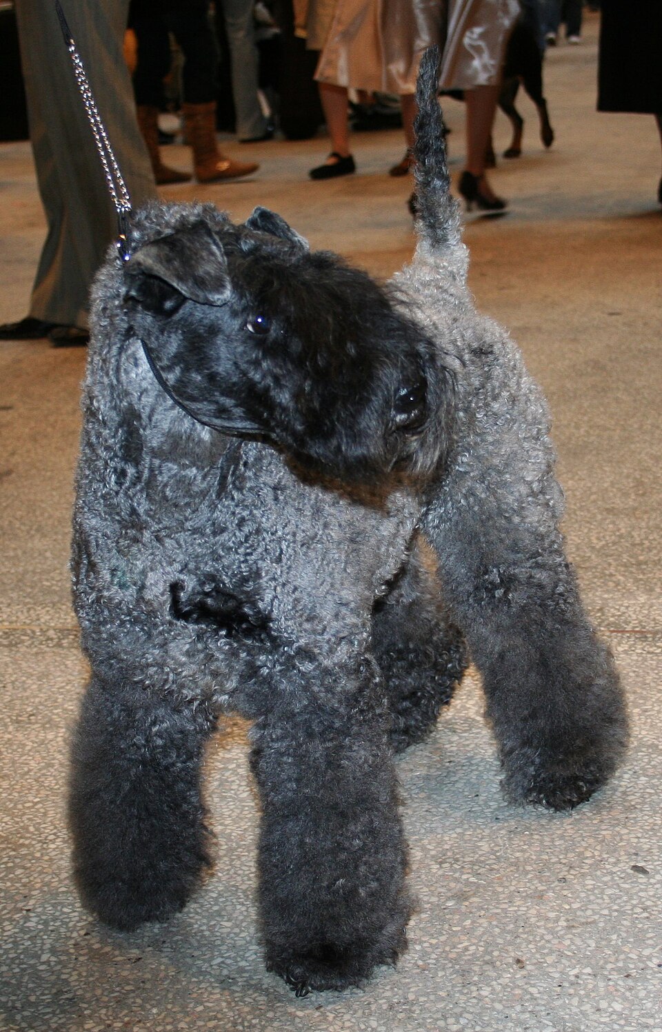 Kerry Blue Terrier — photo de la race de chien originaire de Irlande (5)