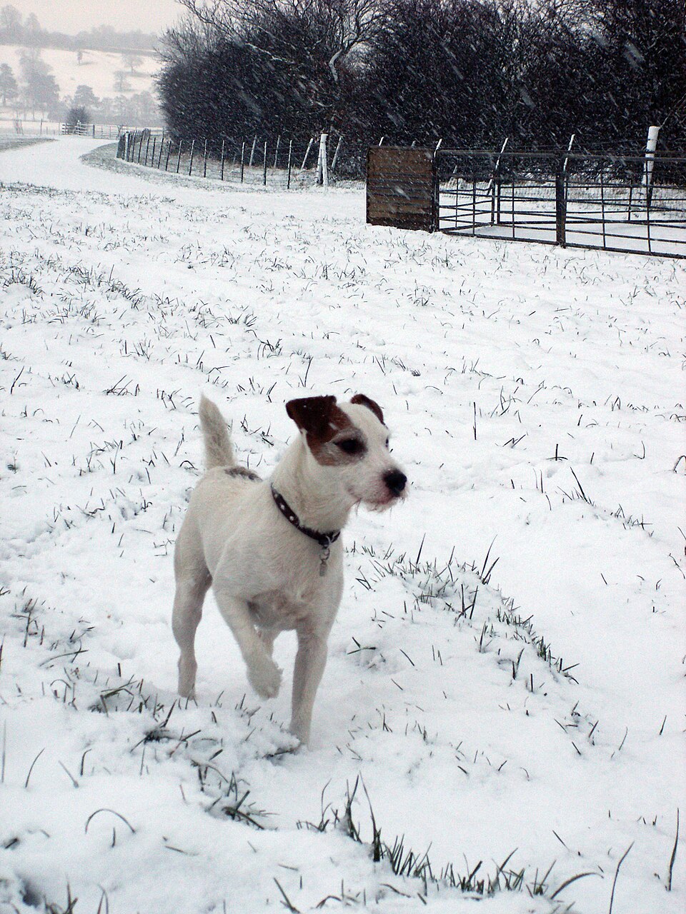 Jack Russel — photo de la race de chien originaire de Royaume-Uni (1)
