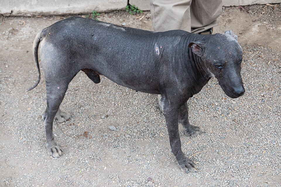 Chien nu du Pérou — photo de la race de chien originaire de Pérou (5)