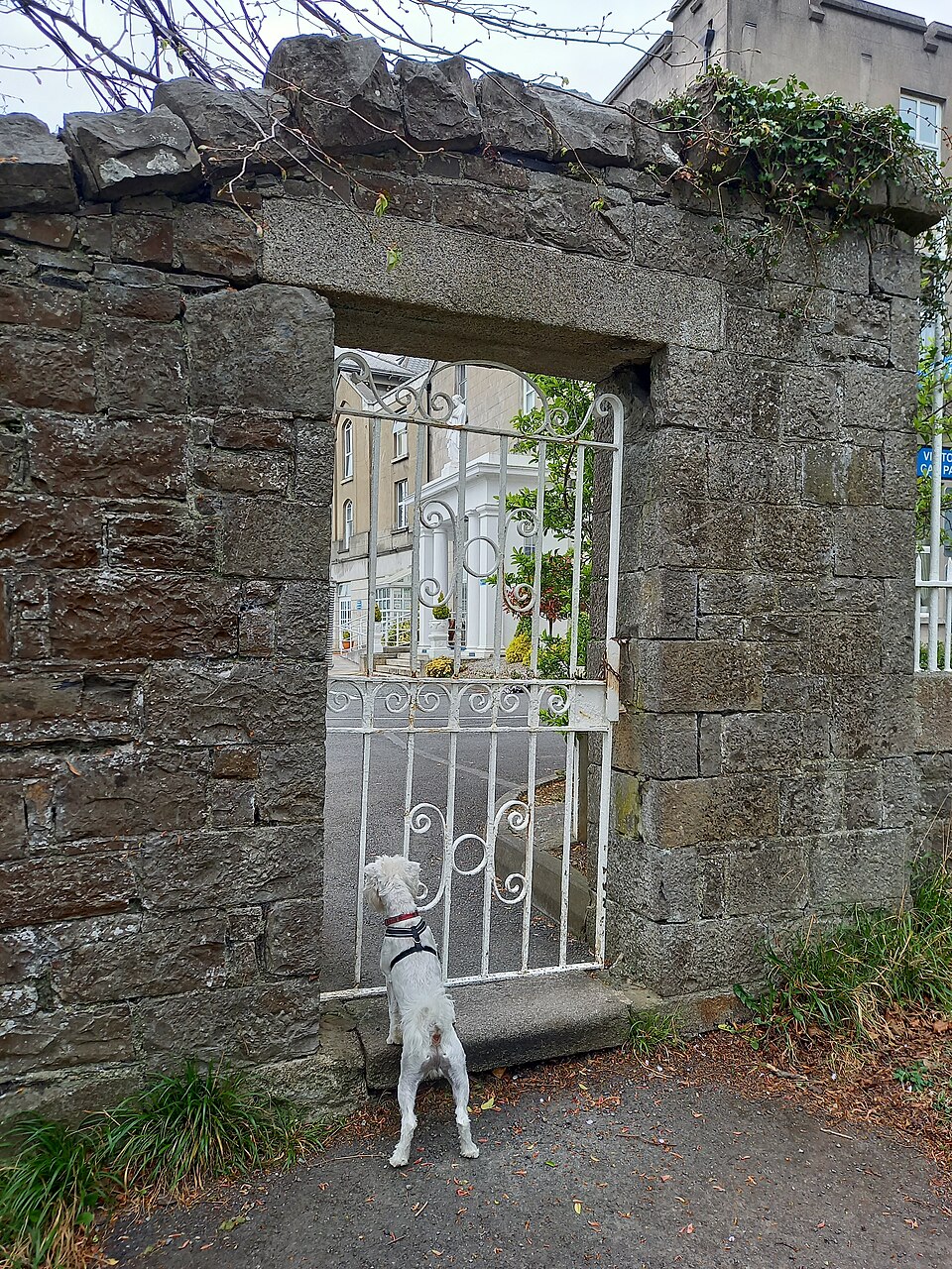 Schnauzer nain — photo de la race de chien originaire de Allemagne (6)