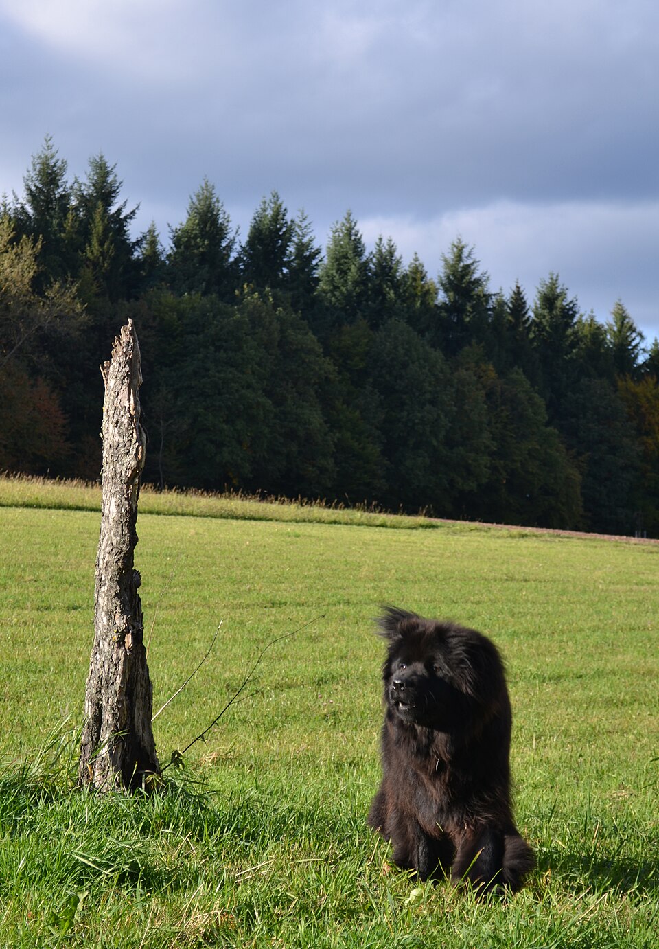 Terre-neuve — photo de la race de chien originaire de Canada (4)