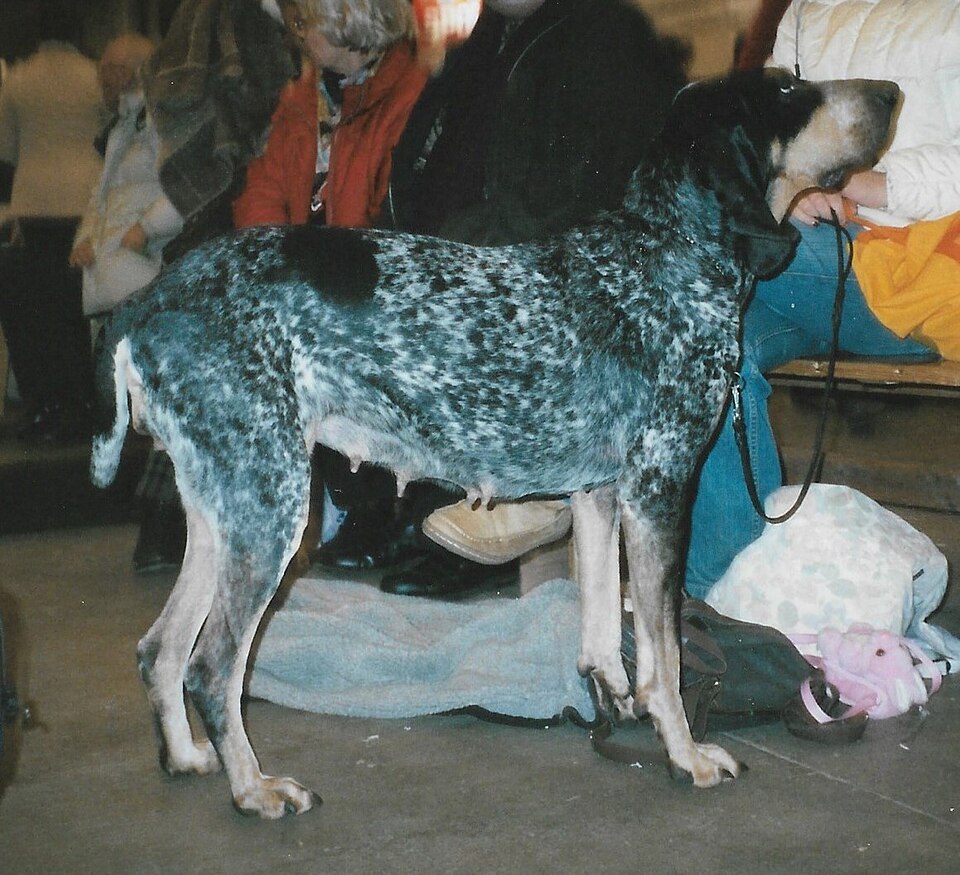 Grand bleu de Gascogne — photo de la race de chien originaire de France (1)
