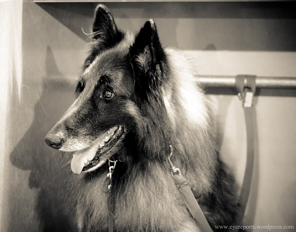 Berger Belge Tervueren — photo de la race de chien originaire de Belgique (6)