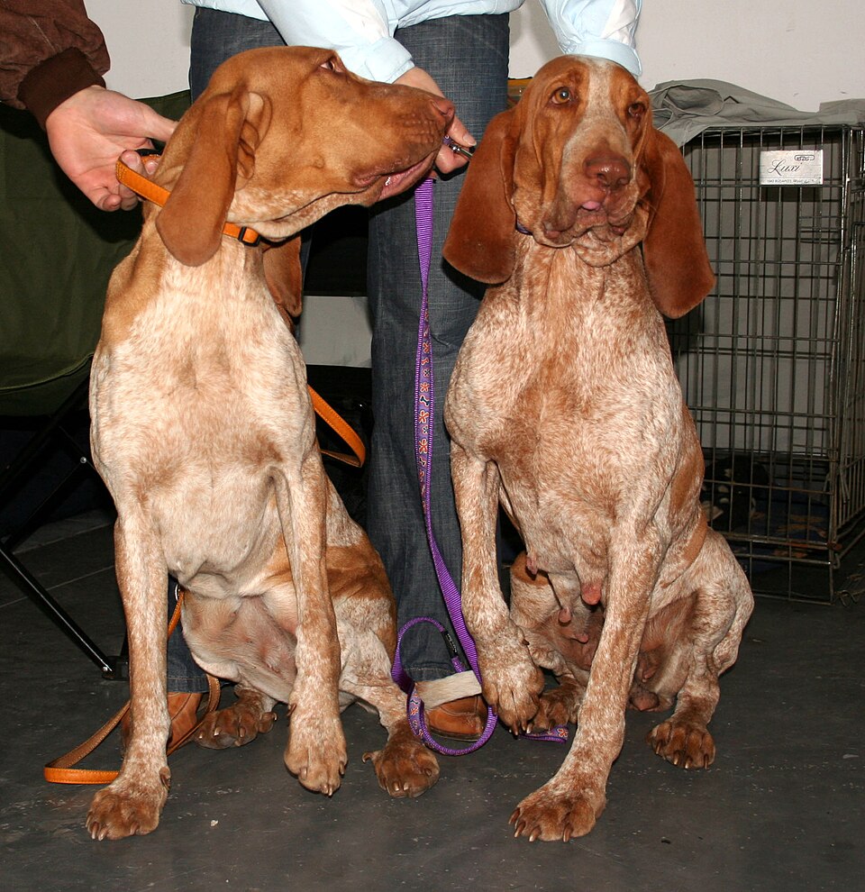 Braque italien — photo de la race de chien originaire de Italie (6)