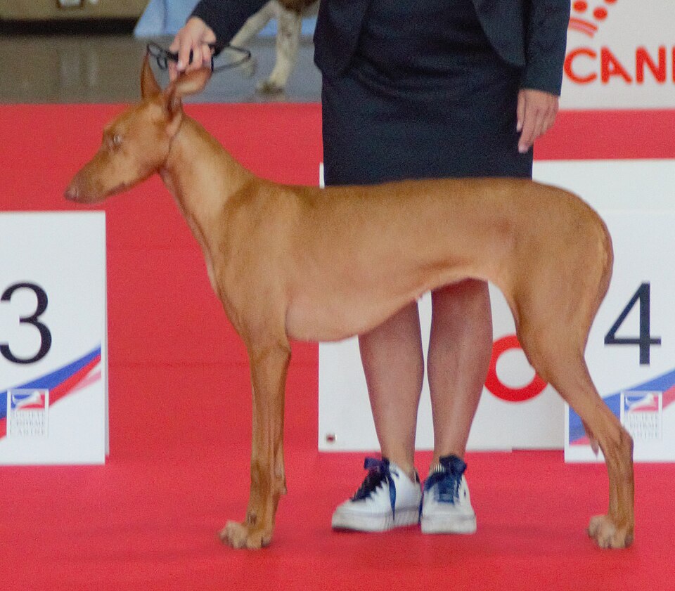Podenco canario — photo de la race de chien originaire de Espagne (3)