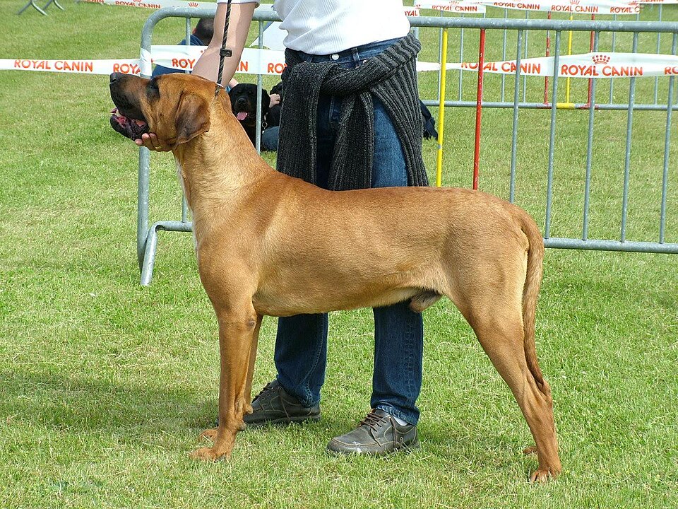Tosa — photo de la race de chien originaire de Japon (6)