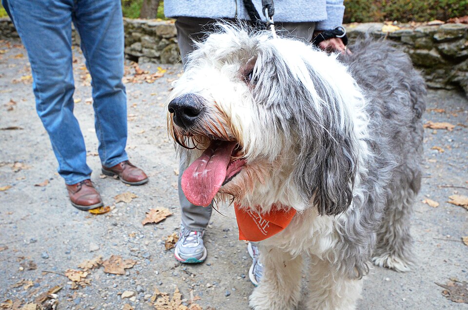 Bearded collie — photo de la race de chien originaire de Écosse (6)