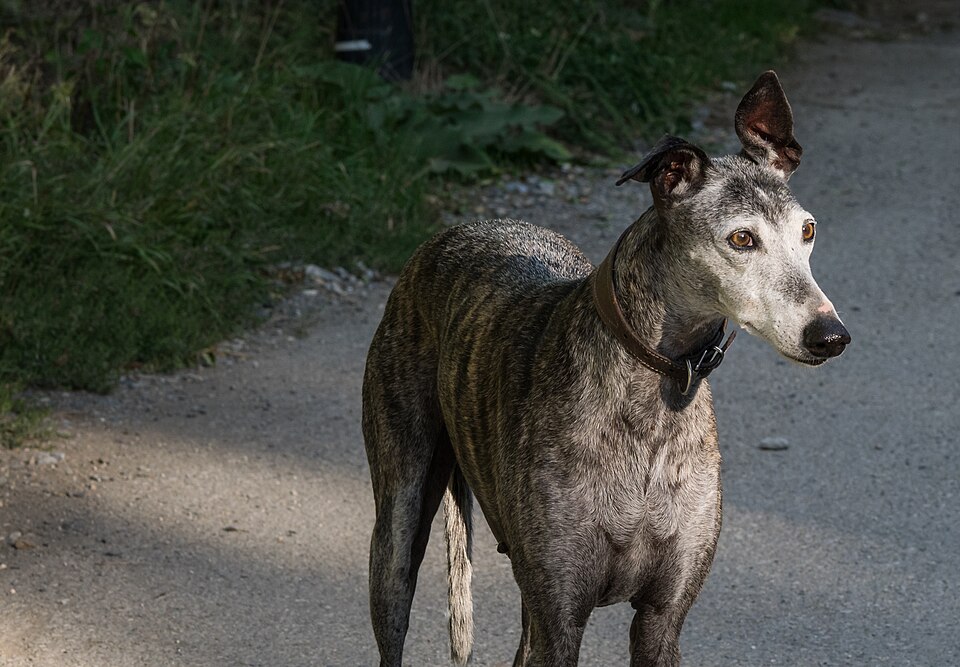 Lévrier espagnol — photo de la race de chien originaire de Espagne (1)