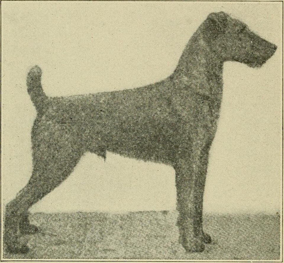 Terrier Irlandais — photo de la race de chien originaire de Irlande (4)