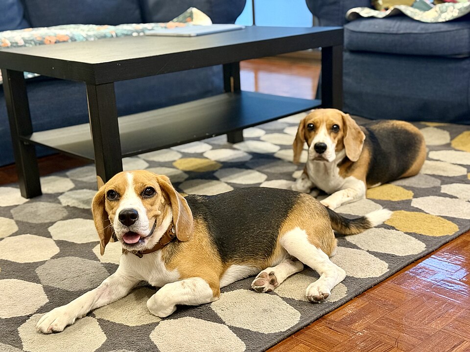 Beagle — photo de la race de chien originaire de Royaume-Uni (5)