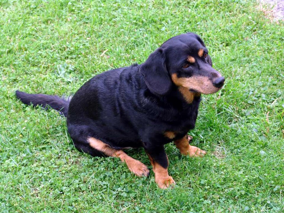 Basset des Alpes — photo de la race de chien originaire de Autriche (6)