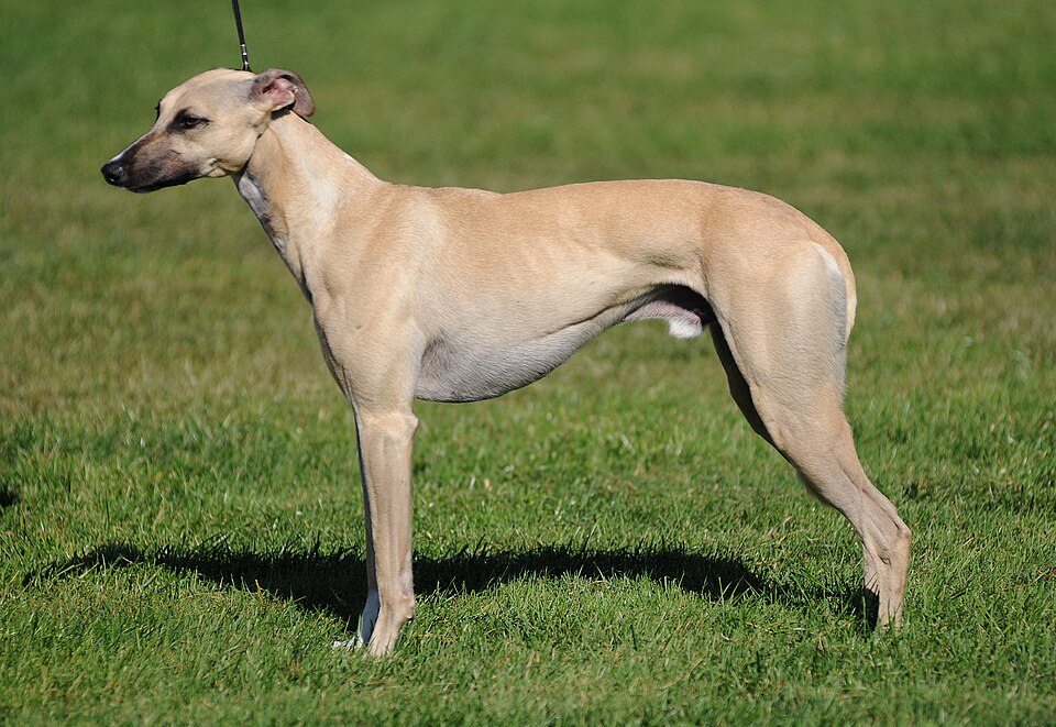 Whippet — photo de la race de chien originaire de Angleterre (4)