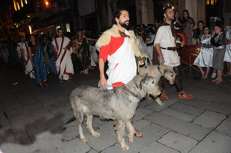 Lévrier irlandais — photo de la race de chien originaire de Irlande (6)