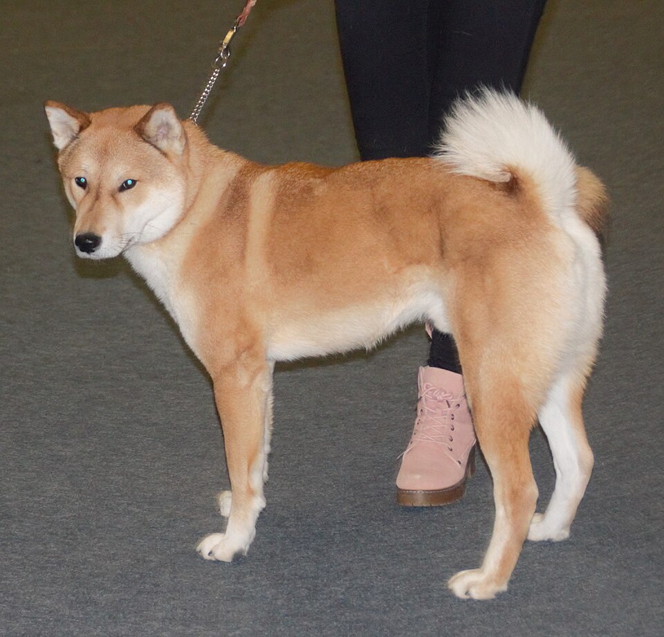 Shikoku Ken — photo de la race de chien originaire de Japon (6)