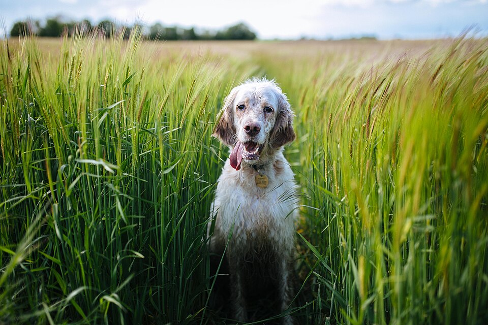 Setter anglais — photo de la race de chien originaire de Angleterre (1)