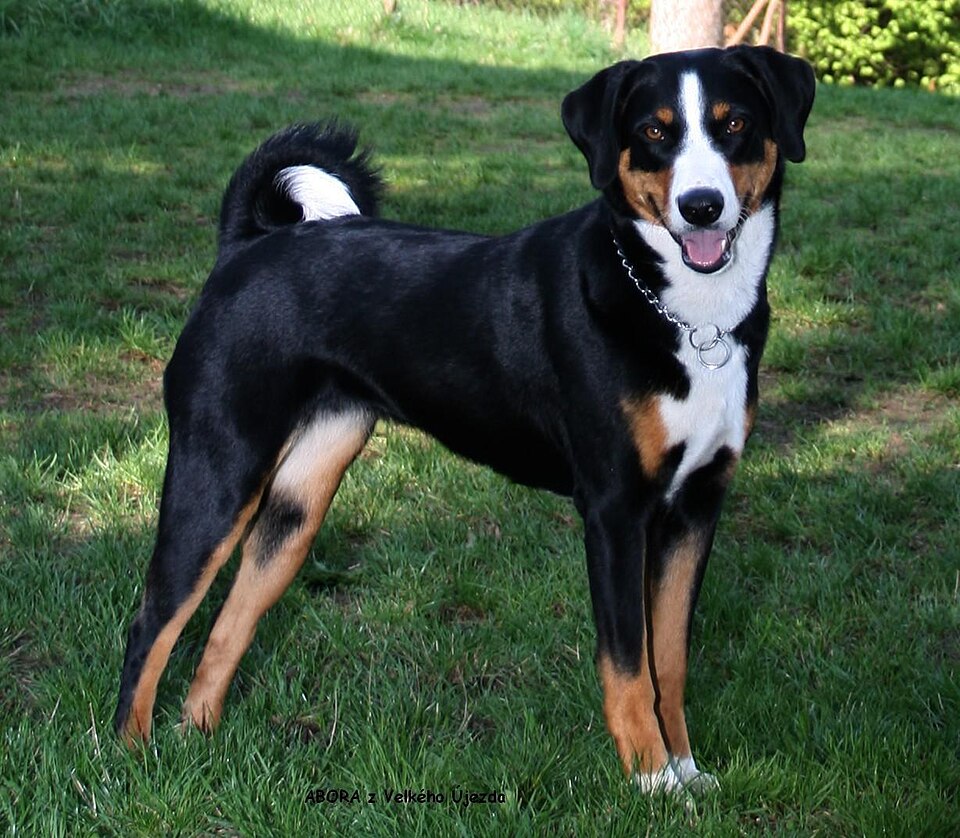 Bouvier d’Appenzell — photo de la race de chien originaire de Suisse (5)
